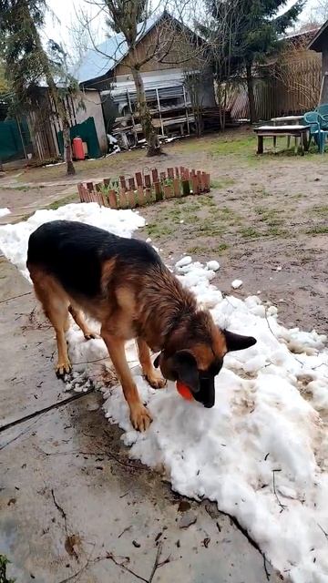 Дон