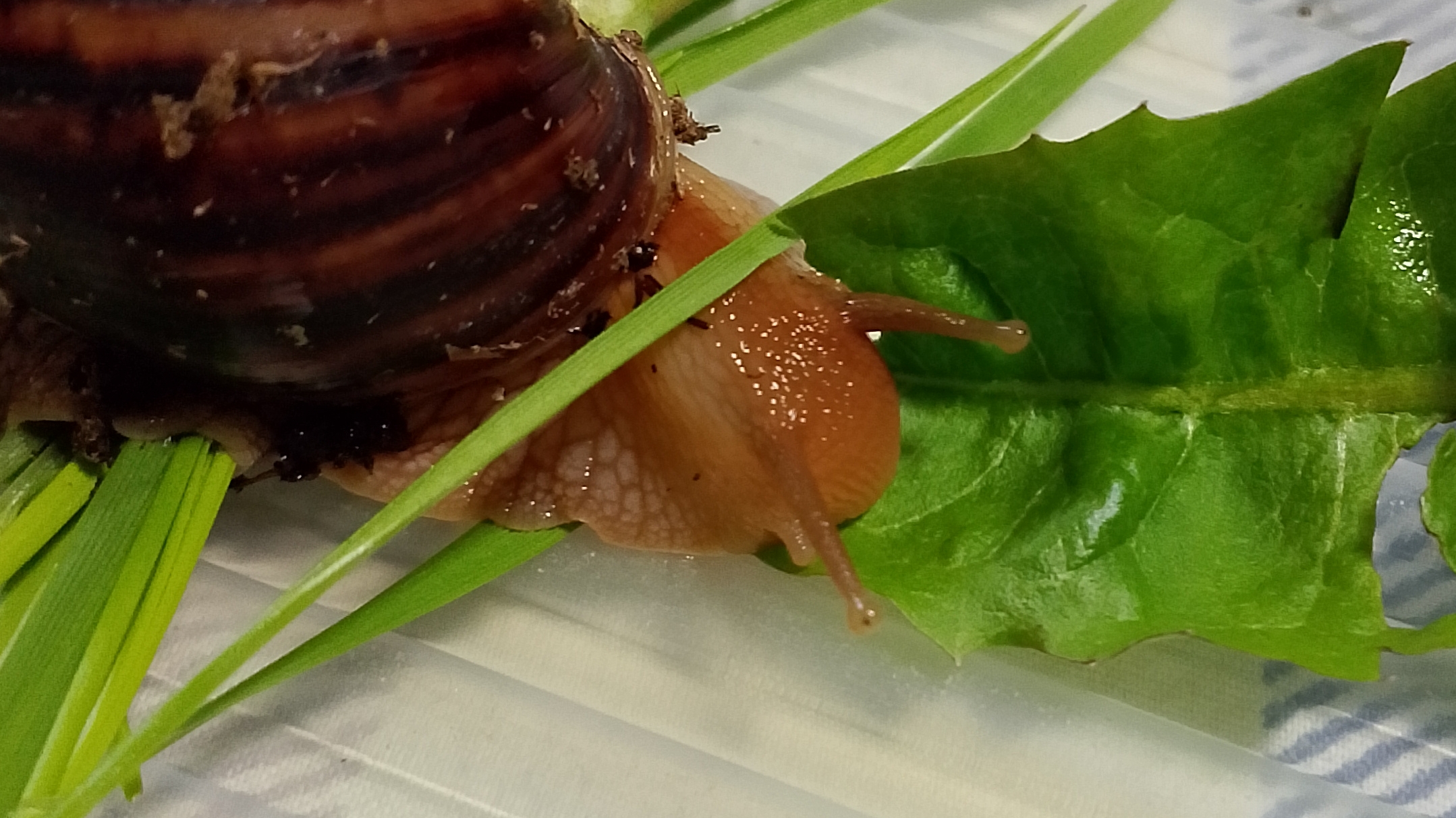 Ахитины за неспешной трапезой