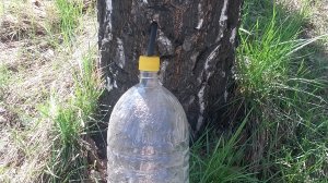 Берёзовый сок