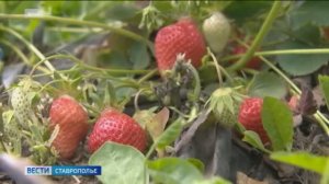 Ягодные поля Ставрополья расширились на 11 гектаров