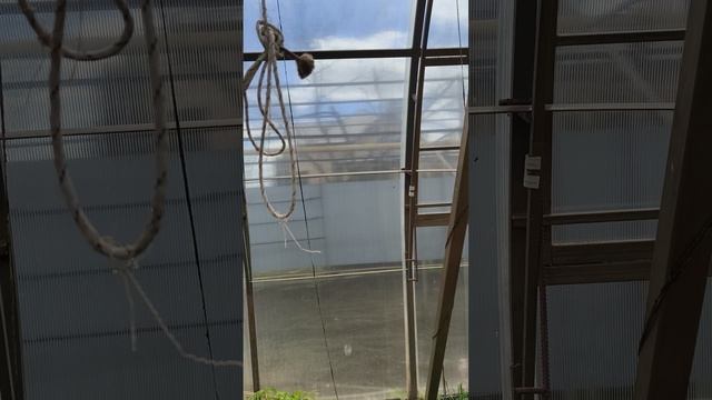 как устроена теплица 28 апреля #теплица #дача #садоводничество #огород #уходзатеплицей