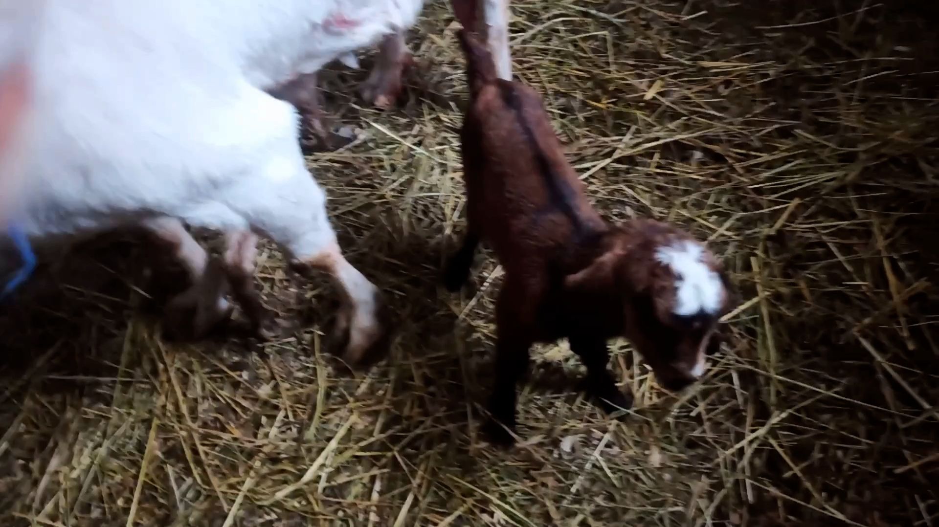 У нас двойня!