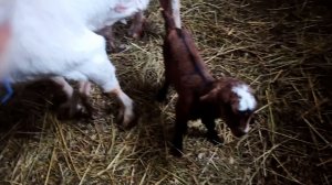 У нас двойня!