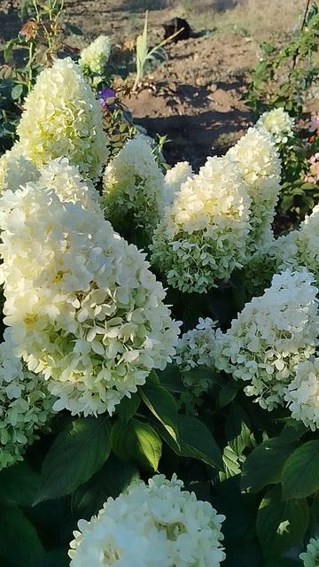 Метельчатая гортензия Скайфол.