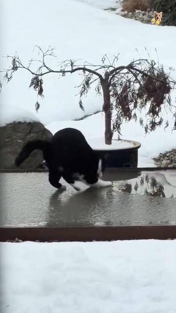 Котейкины проделки.😻Веселые котики. Коты хулиганы! Невероятные трюки! #кот #хулиган #трюк #short