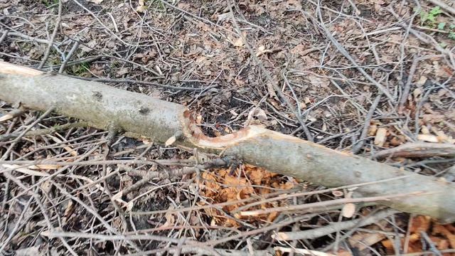 У лесной речки