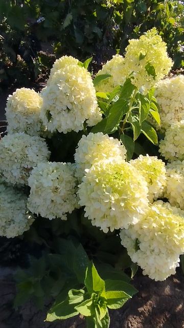 Метельчатая гортензия Литл Споки.