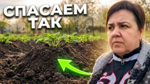 Картошка, огород и капризы погоды: наши новости