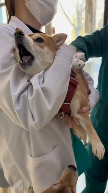 Автор видео: Petdocileofficial