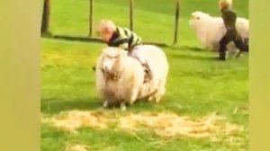 Смешные видео с домашними животными 🤣 прикольно и смешно🐕🐤🐈⬛