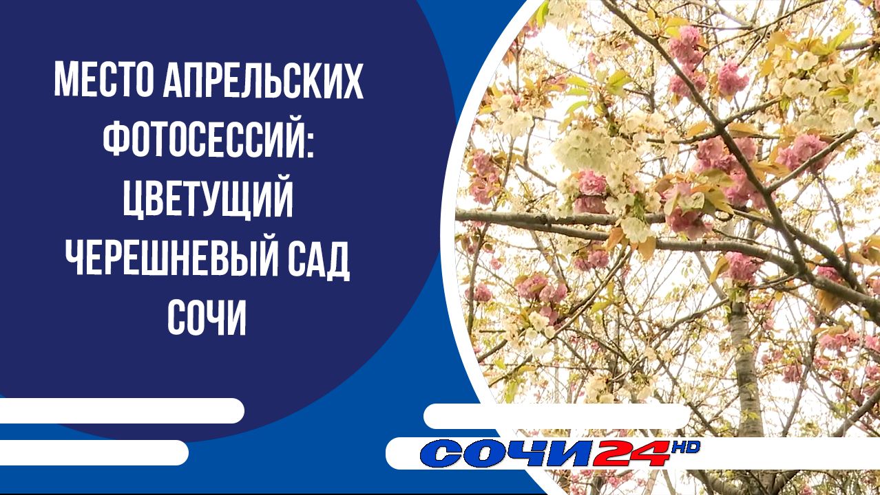 Место апрельских фотосессий: цветущий черешневый сад Сочи