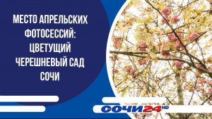 Место апрельских фотосессий: цветущий черешневый сад Сочи