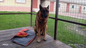 прогулка с собакой номер два