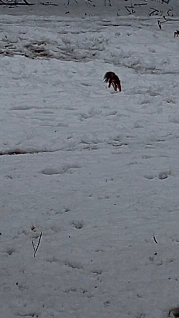 Белка прибежала за орехами к ближним кормушкам (28.04.26.)