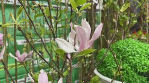 Магнолии на севере? Почему бы и нет!
