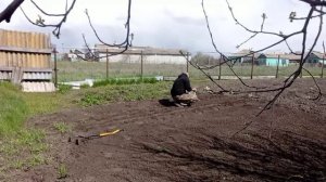 Посадка лука. Жизнь в селе.