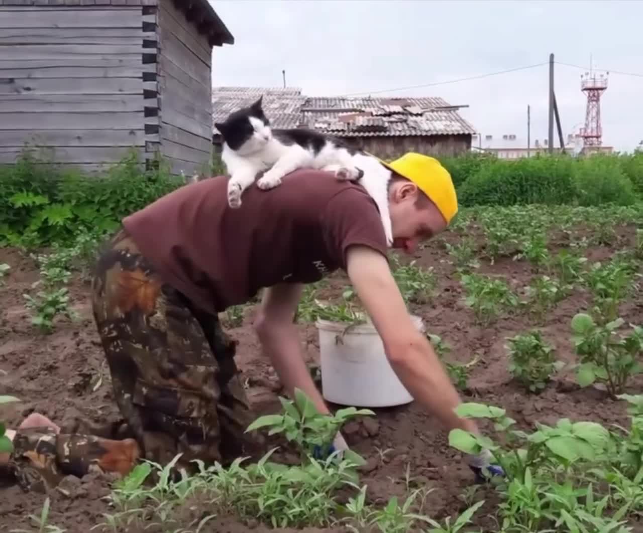 #животные #Милые #видео