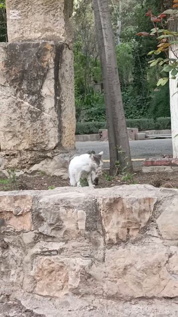 Уютный парк #algerie #жизньвалжире #travel #setif