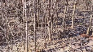 Первая поездка на купленную дачу.