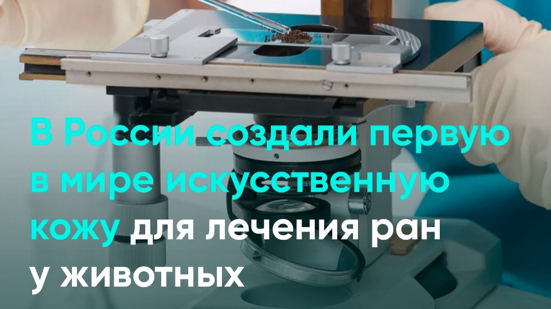 В России создали первую в мире искусственную кожу для лечения ран у животных