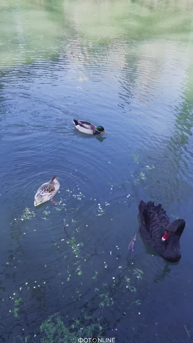 Нижний дендрарий, Сочи. Март 2026