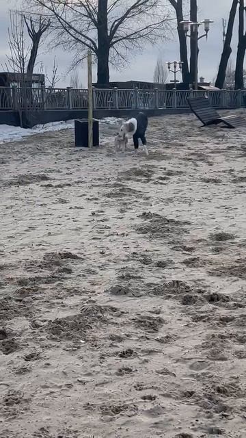 Собачья дружба:))