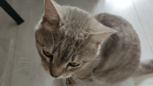 Кот Евсей, контрольное взвешивание