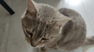 Кот Евсей, контрольное взвешивание