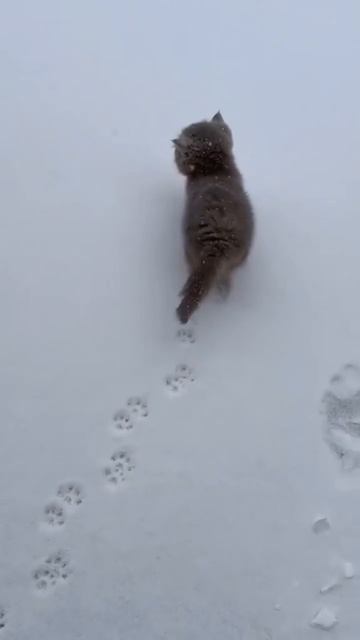 Автор видео: Marikteba