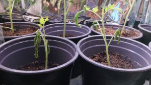 Реанимирую рассаду томатов от обморожения