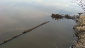 Красота Ярковской природы. Ярково, река Тобол, весна 2020