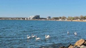 Анапа. Небольшая прогулка на море. Увидели лебедей и дельфина