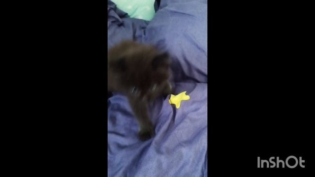 КОТЕНОК,СОБАКА И КОТ. ЛУЧШИЕ ДРУЗЬЯ