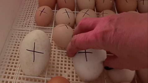 Гусиные яйца из коробки в инкубатор. Коробка занята куриными яйцами.