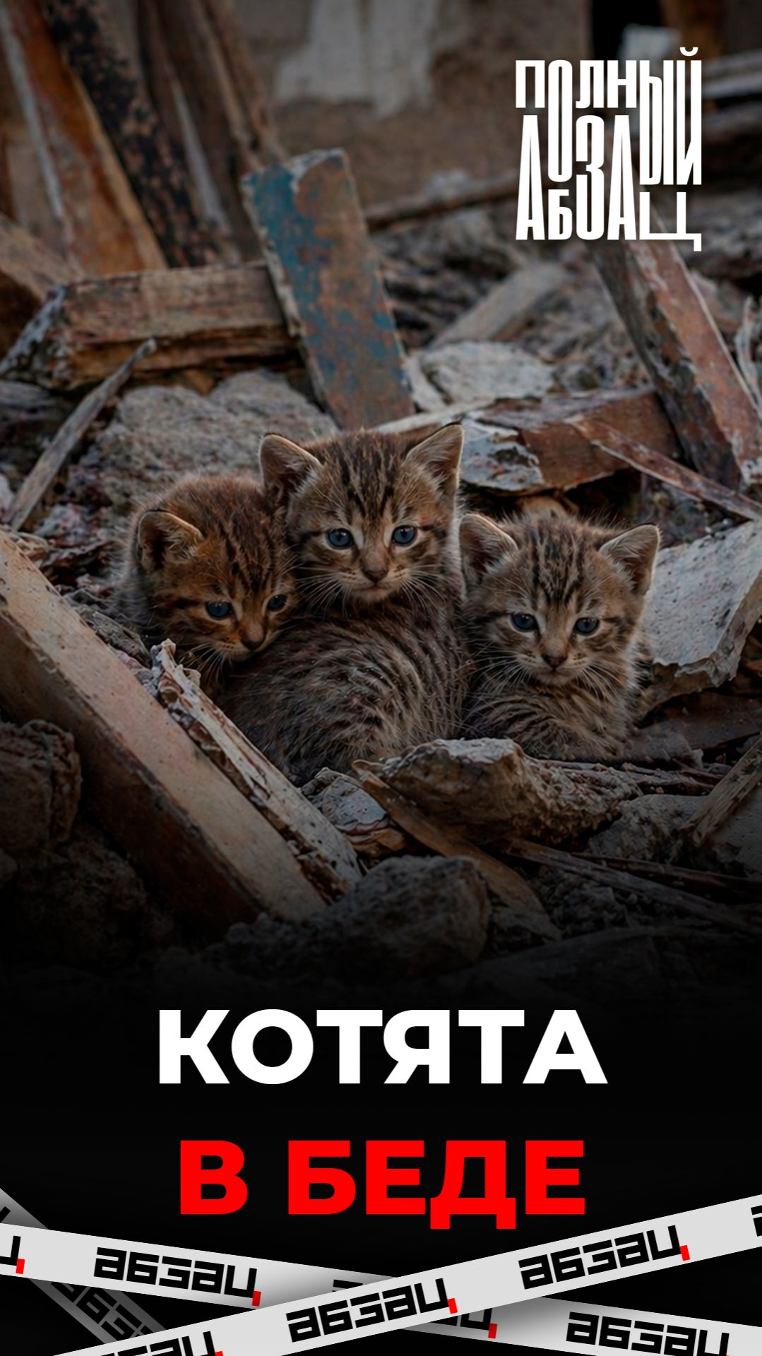 Котят спасли из разрушенного дома в Дагестане