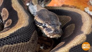 Мой питомец - питон. Доброе утро. Фрагмент выпуска от 28.04.2026