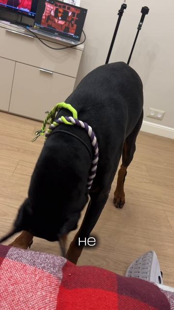 МЫСЛИ СОБАКИ 