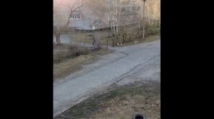 Бездомные собаки в Камне-на-Оби