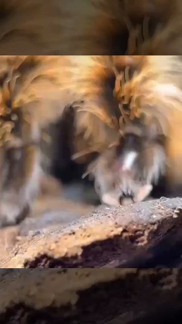 Лапки пауков почти такие же, как у котиков