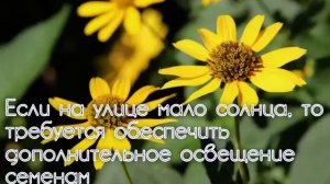 Гелиопсис. Желтая ромашка. Посадка и уход в открытом грунте.