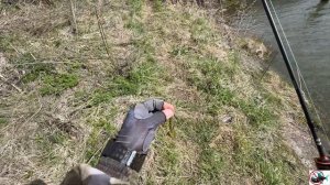 Судак, точнее судачок, один 😄🎣  28.04.2026