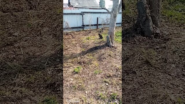 Огородные дела 😉