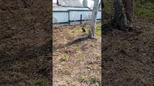 Огородные дела 😉