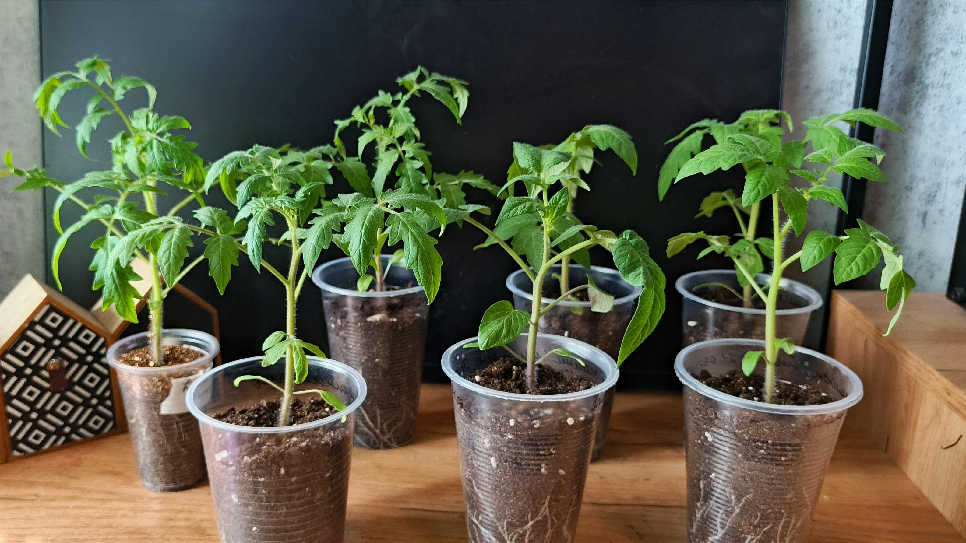 Смело заявляю! Для меня это лучший способ выращивания рассады томатов.Крепкая,здоровая,без оэдемы