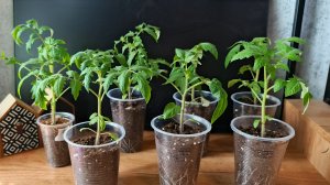 Смело заявляю! Для меня это лучший способ выращивания рассады томатов.Крепкая,здоровая,без оэдемы