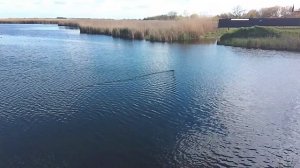 Как выглядит речная нутрия?