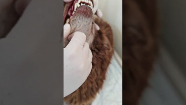 Шоколадка заболел, отвезла в клинику