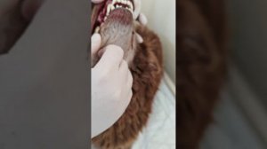 Шоколадка заболел, отвезла в клинику