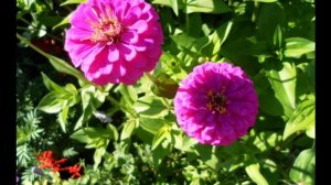 Циния - неприхотливое однолетнее растение, любимое многими садоводами