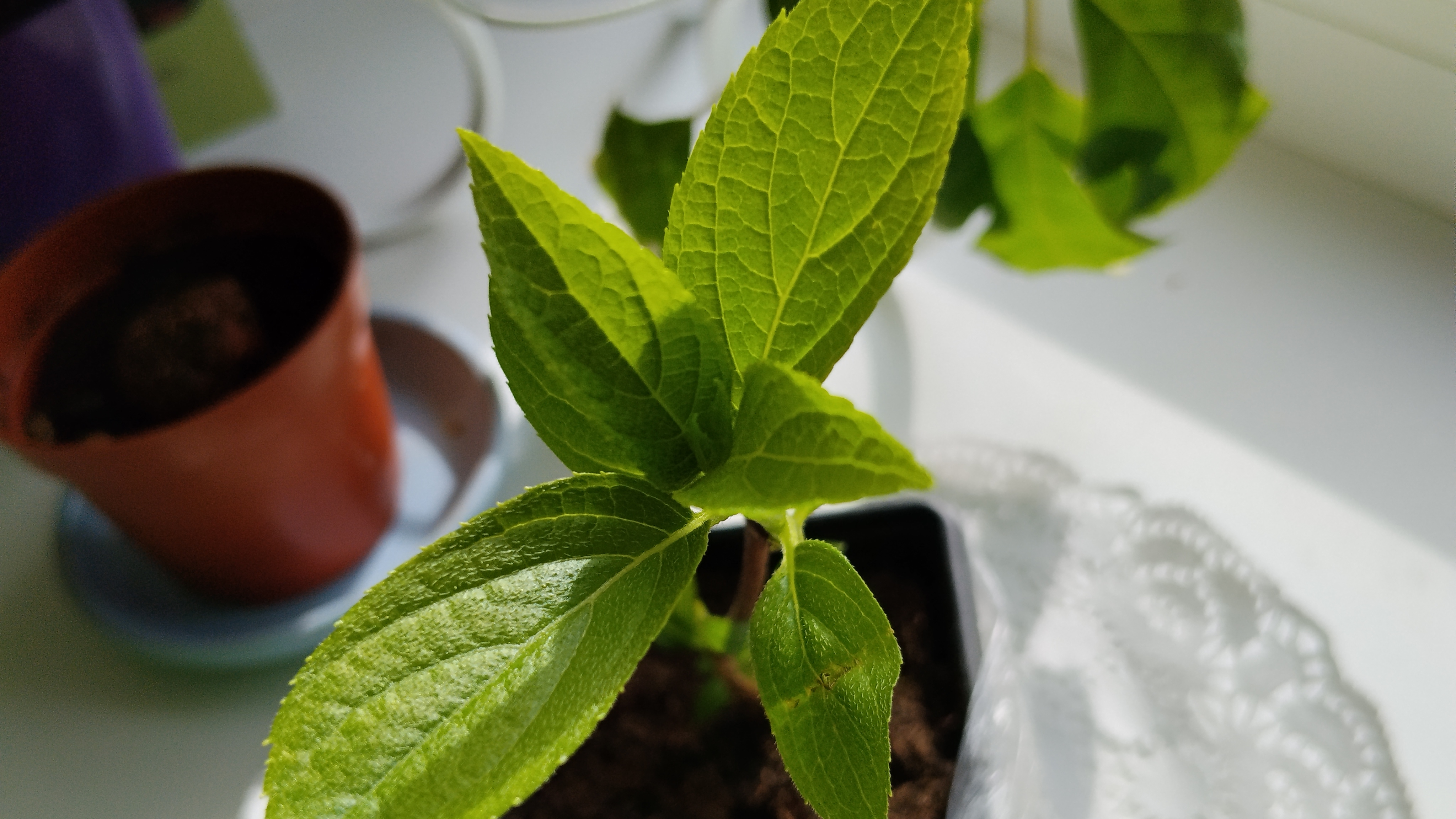 Рассада футболки с ВБ.  Самарская Лидия с ВБ-обман.